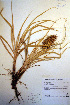  (Carex macrocephala - CCDB-18345-H7)  @11 [ ] CreativeCommons - Attribution Non-Commercial Share-Alike (2012) CBG Photography Group Unspecified