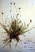  (Carex leporina - CCDB-18345-A8)  @11 [ ] CreativeCommons - Attribution Non-Commercial Share-Alike (2012) CBG Photography Group Unspecified