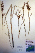  (Cladium - CCDB-18345-E9)  @11 [ ] CreativeCommons - Attribution Non-Commercial Share-Alike (2012) CBG Photography Group Unspecified