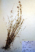  ( - CCDB-18345-C11)  @11 [ ] CreativeCommons - Attribution Non-Commercial Share-Alike (2012) CBG Photography Group Unspecified