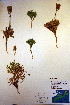 ( - CCDB-18346-H1)  @11 [ ] CreativeCommons - Attribution Non-Commercial Share-Alike (2012) CBG Photography Group Unspecified
