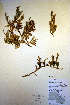  ( - CCDB-18346-G1)  @11 [ ] CreativeCommons - Attribution Non-Commercial Share-Alike (2012) CBG Photography Group Unspecified