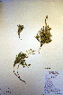  ( - CCDB-18346-E1)  @11 [ ] CreativeCommons - Attribution Non-Commercial Share-Alike (2012) CBG Photography Group Unspecified