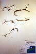  (Lycopodiella - CCDB-18346-B1)  @11 [ ] CreativeCommons - Attribution Non-Commercial Share-Alike (2012) CBG Photography Group Unspecified