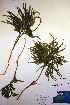  ( - CCDB-18346-D2)  @11 [ ] CreativeCommons - Attribution Non-Commercial Share-Alike (2012) CBG Photography Group Unspecified