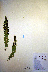  ( - CCDB-18347-B5)  @11 [ ] CreativeCommons - Attribution Non-Commercial Share-Alike (2012) CBG Photography Group Unspecified