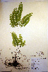  (Adiantum aleuticum - CCDB-18347-D7)  @11 [ ] CreativeCommons - Attribution Non-Commercial Share-Alike (2012) CBG Photography Group Unspecified