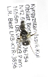  (Lasioglossum longirostre - B03764C05-KGZ)  @11 [ ] CreativeCommons - Attribution Non-Commercial Share-Alike (2010) Unspecified York University