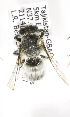  (Megachile TJK-01 - B03764C10-KGZ)  @13 [ ] CreativeCommons - Attribution Non-Commercial Share-Alike (2010) Unspecified York University