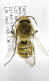  (Osmia KGZ02 - B03764D05-TJK)  @13 [ ] CreativeCommons - Attribution Non-Commercial Share-Alike (2010) Unspecified York University