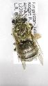  (Eucera KGQ1 - B03764D08-KGZ)  @13 [ ] CreativeCommons - Attribution Non-Commercial Share-Alike (2010) Unspecified York University