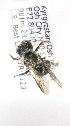  (Osmia KGZ01 - B03764D11-KGZ)  @13 [ ] CreativeCommons - Attribution Non-Commercial Share-Alike (2010) Unspecified York University