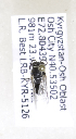  (Hylaeus KGZ-02 - B03764E09-KGZ)  @11 [ ] CreativeCommons - Attribution Non-Commercial Share-Alike (2010) Unspecified York University