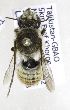 (Megachile KGZ-02 - B03764F02-TJK)  @12 [ ] CreativeCommons - Attribution Non-Commercial Share-Alike (2010) Unspecified York University