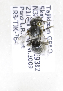  (Osmia KGZ-02 - B03764F04-TJK)  @11 [ ] CreativeCommons - Attribution Non-Commercial Share-Alike (2010) Unspecified York University