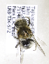  (Osmia TJK-03 - B03764F12-TJK)  @13 [ ] CreativeCommons - Attribution Non-Commercial Share-Alike (2010) Unspecified York University