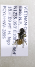  (Lasioglossum redEvy sp - B03764H01-VNM)  @11 [ ] CreativeCommons - Attribution Non-Commercial Share-Alike (2010) Unspecified York University