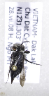  (Coelioxys VNM03 - B03764H09-VNM)  @11 [ ] CreativeCommons - Attribution Non-Commercial Share-Alike (2010) Unspecified York University