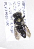  (Coelioxys VNM04 - B03764H11-VNM)  @11 [ ] CreativeCommons - Attribution Non-Commercial Share-Alike (2010) Unspecified York University