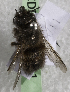  (Osmia PAK02 - CCDB-15252 B11)  @13 [ ] CreativeCommons - Attribution Non-Commercial Share-Alike (2012) Packer Collection York University York University
