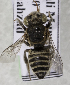  (Megachile PAK01 - CCDB-15252 G09)  @13 [ ] CreativeCommons - Attribution Non-Commercial Share-Alike (2012) Packer Collection York University York University