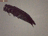  ( - 41582)  @11 [ ] CreativeCommons - Attribution Share-Alike (2024) Courtial Institut National de la Recherche Agronomique, Zoologie Forestiere