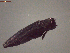  ( - 41583)  @11 [ ] CreativeCommons - Attribution Share-Alike (2024) Courtial Institut National de la Recherche Agronomique, Zoologie Forestiere