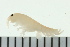  ( - BCAMP0018)  @13 [ ] CreativeCommons - Attribution (2008) Unspecified Centre for Biodiversity Genomics