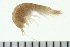  ( - BCAMP0028)  @13 [ ] CreativeCommons - Attribution (2008) Unspecified Centre for Biodiversity Genomics