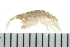  ( - BCAMP0052)  @14 [ ] CreativeCommons - Attribution (2008) Unspecified Centre for Biodiversity Genomics