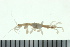  ( - BCAMP0065)  @13 [ ] CreativeCommons - Attribution (2008) Unspecified Centre for Biodiversity Genomics