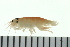  ( - BCAMP0103)  @13 [ ] CreativeCommons - Attribution (2008) Unspecified Centre for Biodiversity Genomics