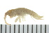  ( - BCAMP0109)  @13 [ ] CreativeCommons - Attribution (2008) Unspecified Centre for Biodiversity Genomics