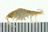  ( - BCAMP0114)  @13 [ ] CreativeCommons - Attribution (2008) Unspecified Centre for Biodiversity Genomics