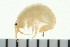  (Apohyale cf. pugettensis - BCAMP0122)  @14 [ ] CreativeCommons - Attribution (2008) Unspecified Centre for Biodiversity Genomics