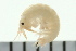  ( - BCAMP0125)  @13 [ ] CreativeCommons - Attribution (2008) Unspecified Centre for Biodiversity Genomics