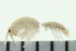  ( - BCAMP0129)  @13 [ ] CreativeCommons - Attribution (2008) Unspecified Centre for Biodiversity Genomics