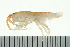  ( - BCAMP0245)  @13 [ ] CreativeCommons - Attribution (2008) Unspecified Centre for Biodiversity Genomics