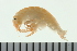  ( - BCAMP0250)  @11 [ ] CreativeCommons - Attribution (2008) Unspecified Centre for Biodiversity Genomics