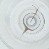  ( - CARM_037_A6)  @11 [ ] by  Genome Research Ltd as Wellcome Sanger Institute Genome Research Limited operating as Wellcome Sanger Institute
