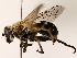  ( - BIOUG71203-A05)  @11 [ ] CreativeCommons - Attribution (2022) CBG Photography Group Centre for Biodiversity Genomics