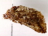  ( - BIOUG71203-B11)  @11 [ ] CreativeCommons - Attribution (2022) CBG Photography Group Centre for Biodiversity Genomics