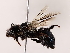  ( - BIOUG71204-G11)  @11 [ ] CreativeCommons - Attribution (2022) CBG Photography Group Centre for Biodiversity Genomics