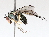  ( - BIOUG73902-C10)  @11 [ ] CreativeCommons - Attribution (2021) CBG Photography Group Centre for Biodiversity Genomics