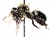  ( - BIOUG73903-A10)  @11 [ ] CreativeCommons - Attribution (2021) CBG Photography Group Centre for Biodiversity Genomics