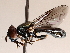  ( - BIOUG73903-E01)  @11 [ ] CreativeCommons - Attribution (2021) CBG Photography Group Centre for Biodiversity Genomics