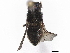  ( - BIOUG85290-B06)  @11 [ ] CreativeCommons - Attribution Non-Commercial Share-Alike (2022) CBG Photography Group Centre for Biodiversity Genomics