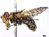  ( - BIOUG85290-B11)  @11 [ ] CreativeCommons - Attribution (2022) CBG Photography Group Centre for Biodiversity Genomics