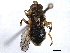  ( - BIOUG85290-B11)  @11 [ ] CreativeCommons - Attribution Non-Commercial Share-Alike (2022) CBG Photography Group Centre for Biodiversity Genomics