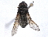  ( - BIOUG85290-C01)  @11 [ ] CreativeCommons - Attribution (2022) CBG Photography Group Centre for Biodiversity Genomics